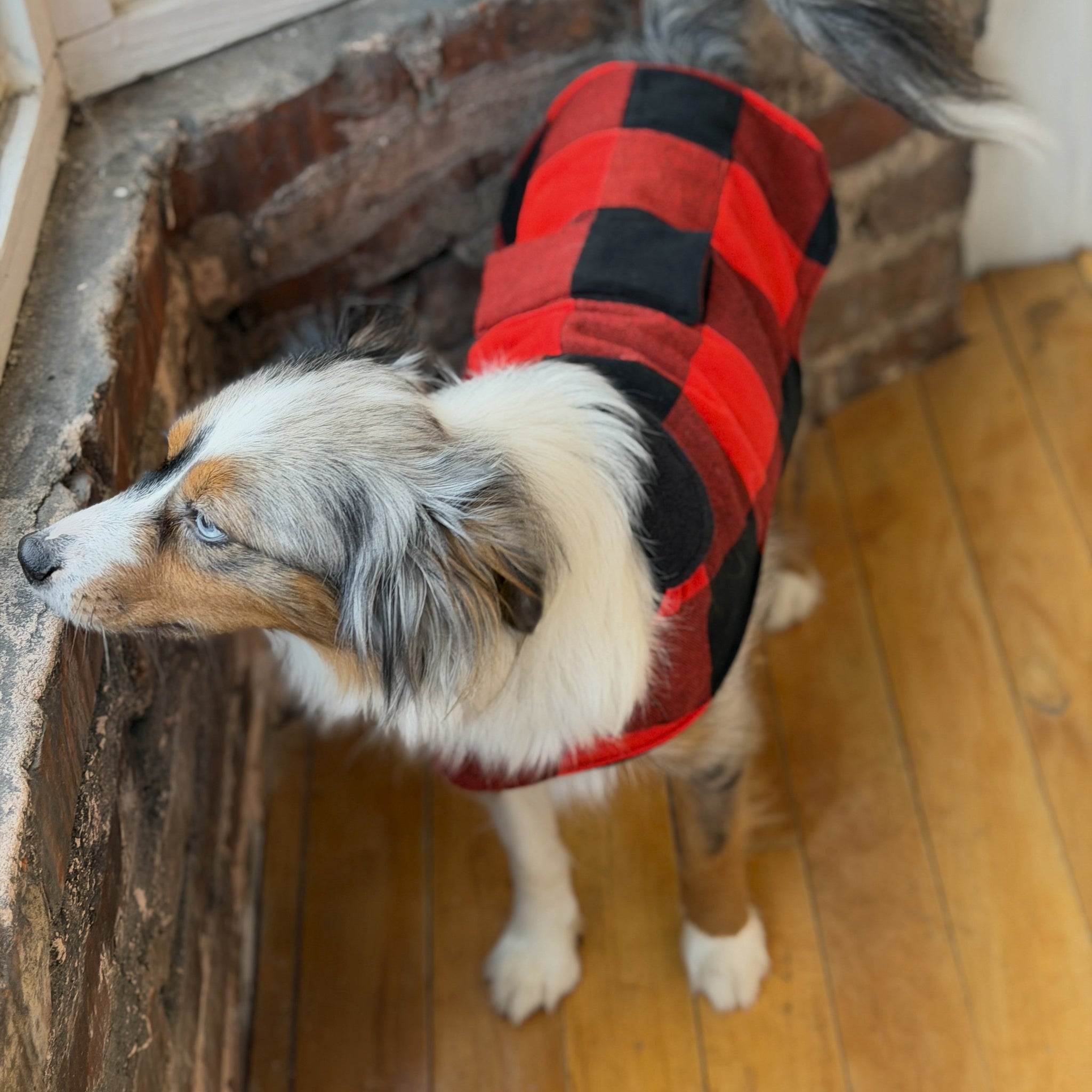 Dog wearing a red and black checkered coat standing on a wooden floor.