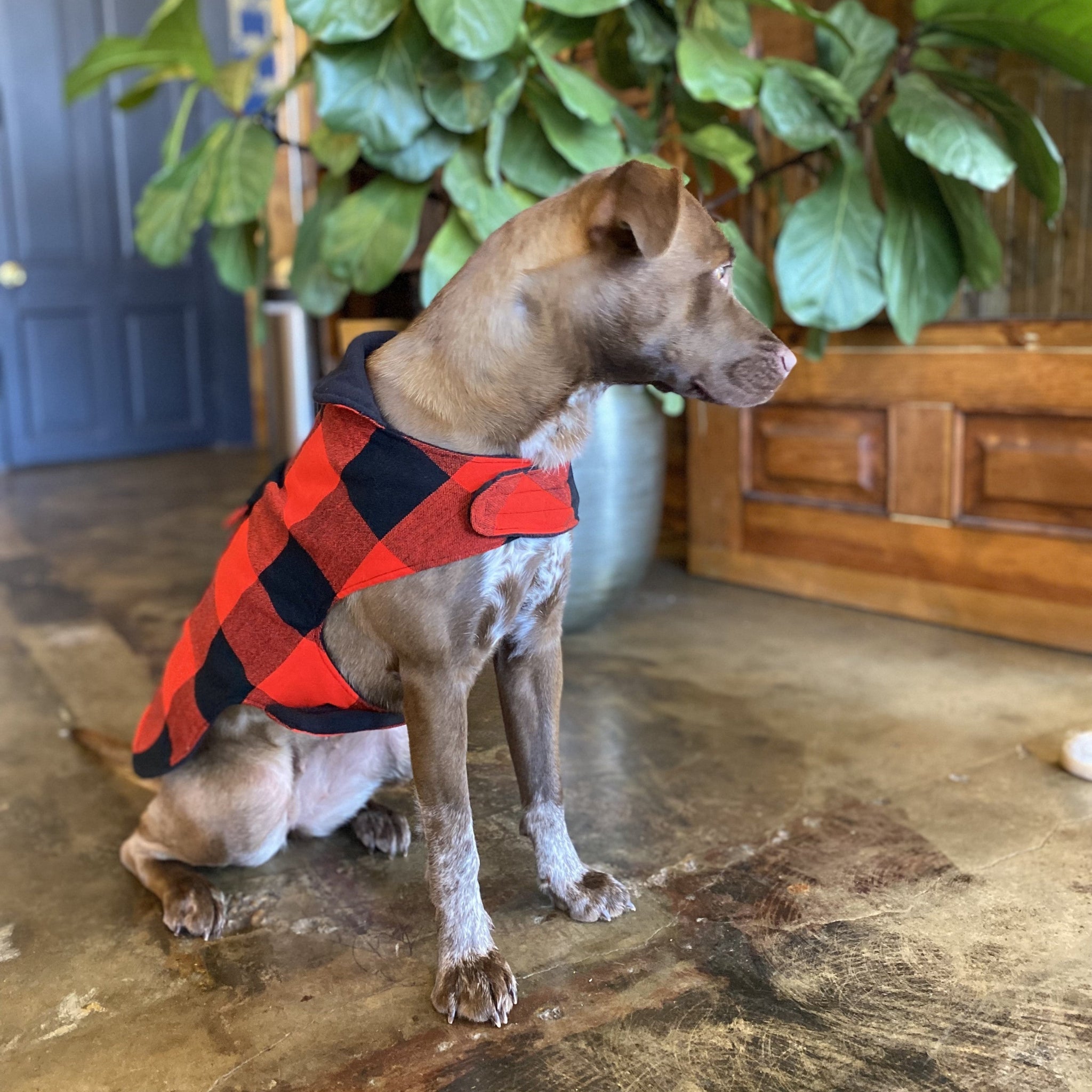Dog wearing a red and black checkered coat standing on a wooden floor with plants in the background