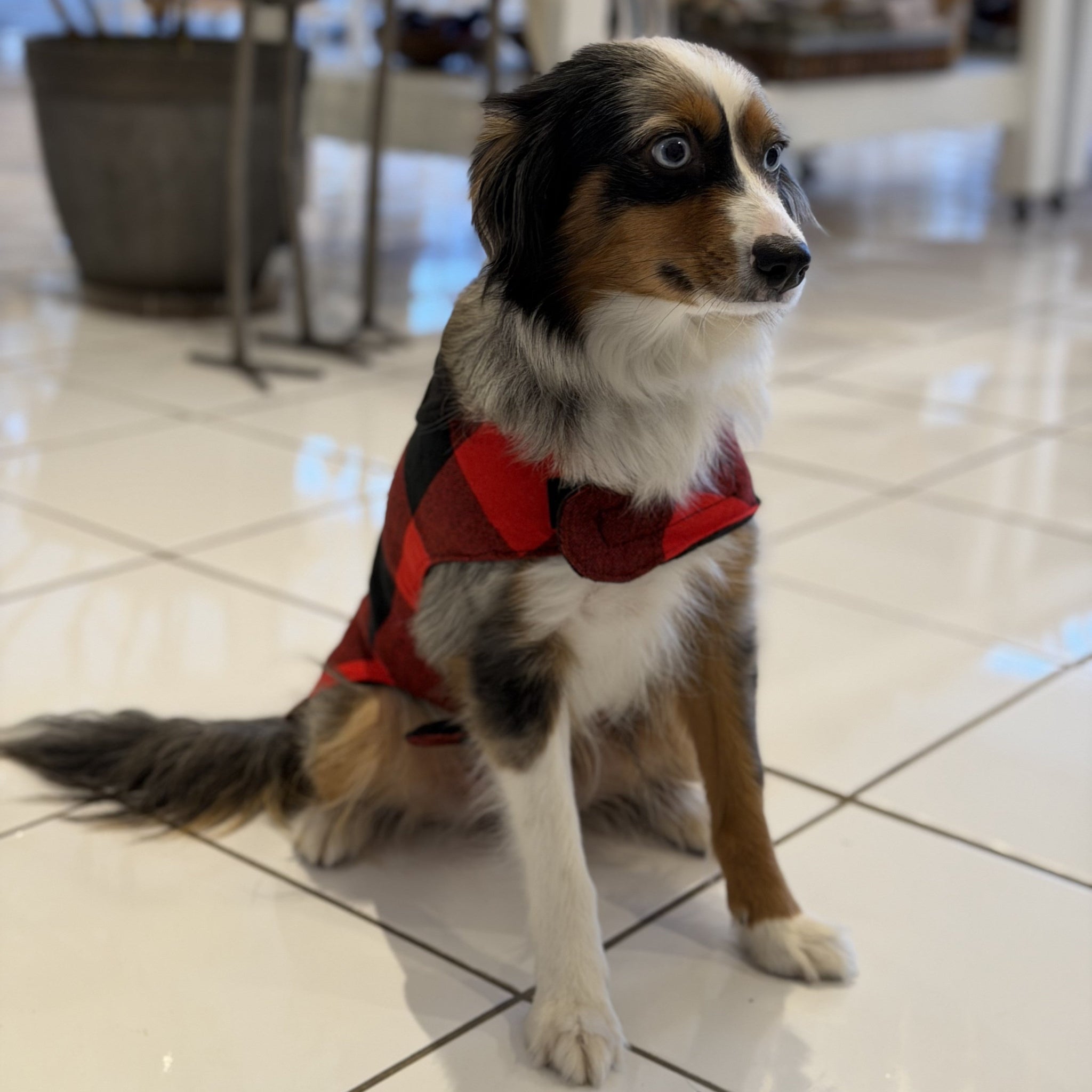 Dog wearing a red checkered shirt sitting on a tiled floor.