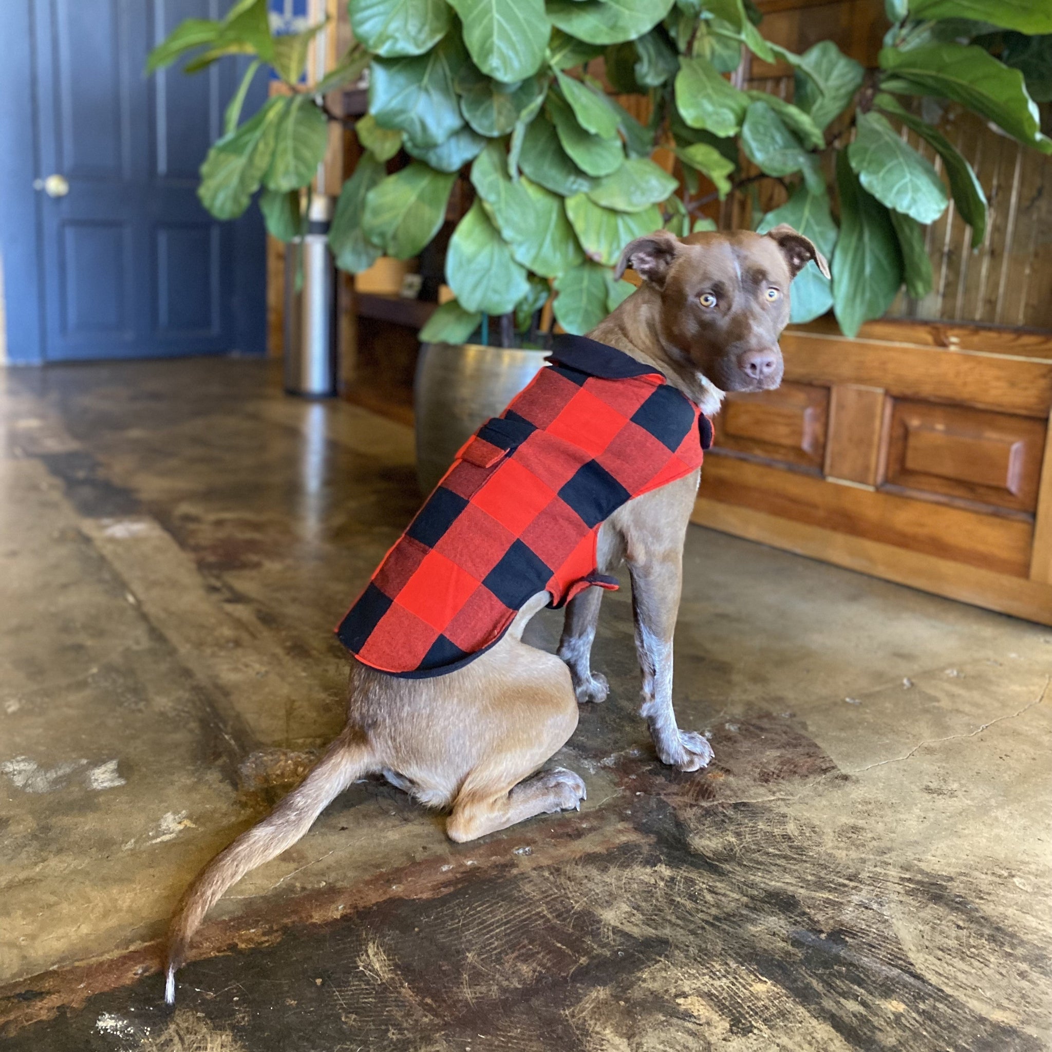 Dog wearing a red and black checkered coat indoors with plants and wooden furniture in the background.