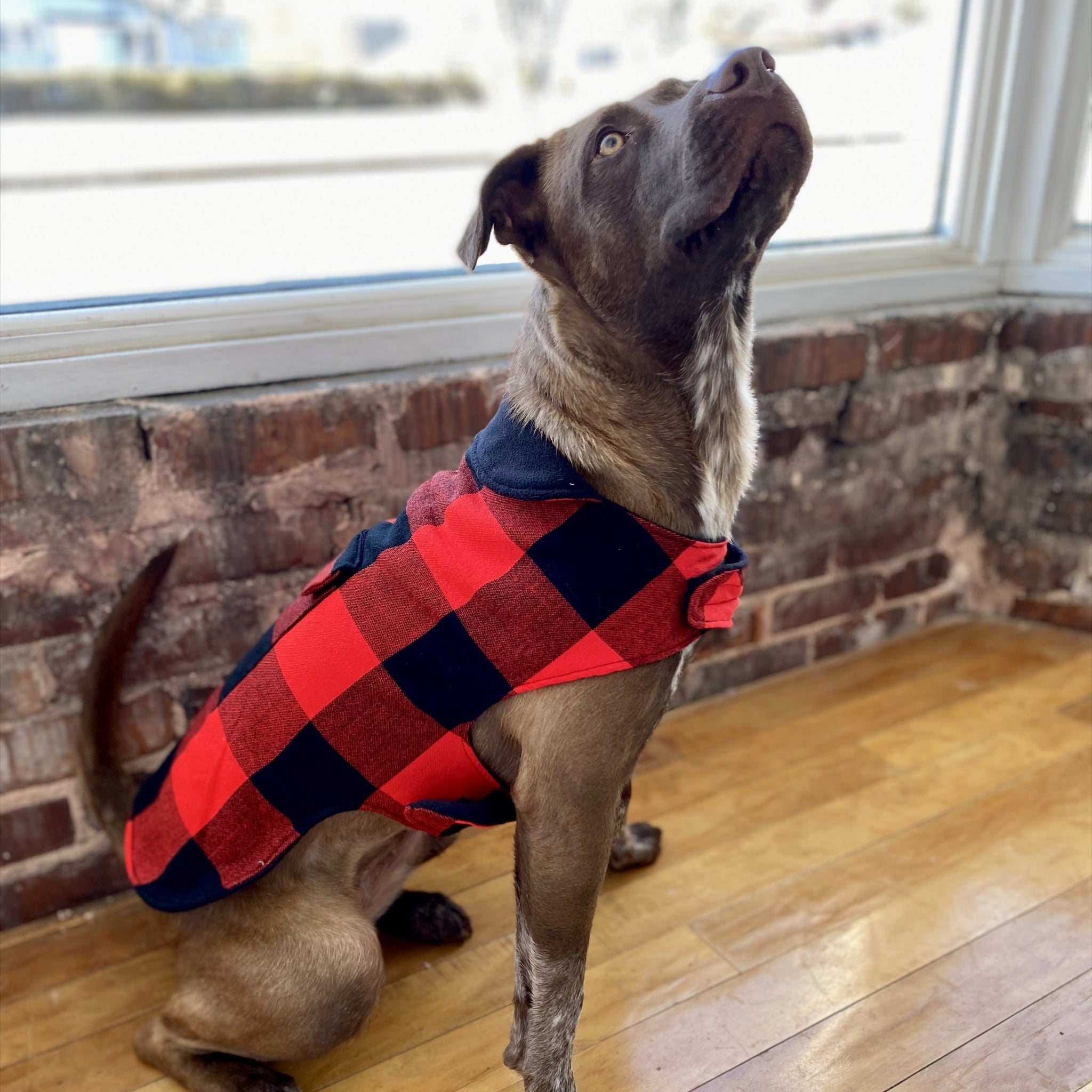Dog wearing a red and black checkered coat standing on a wooden floor with a brick wall background.