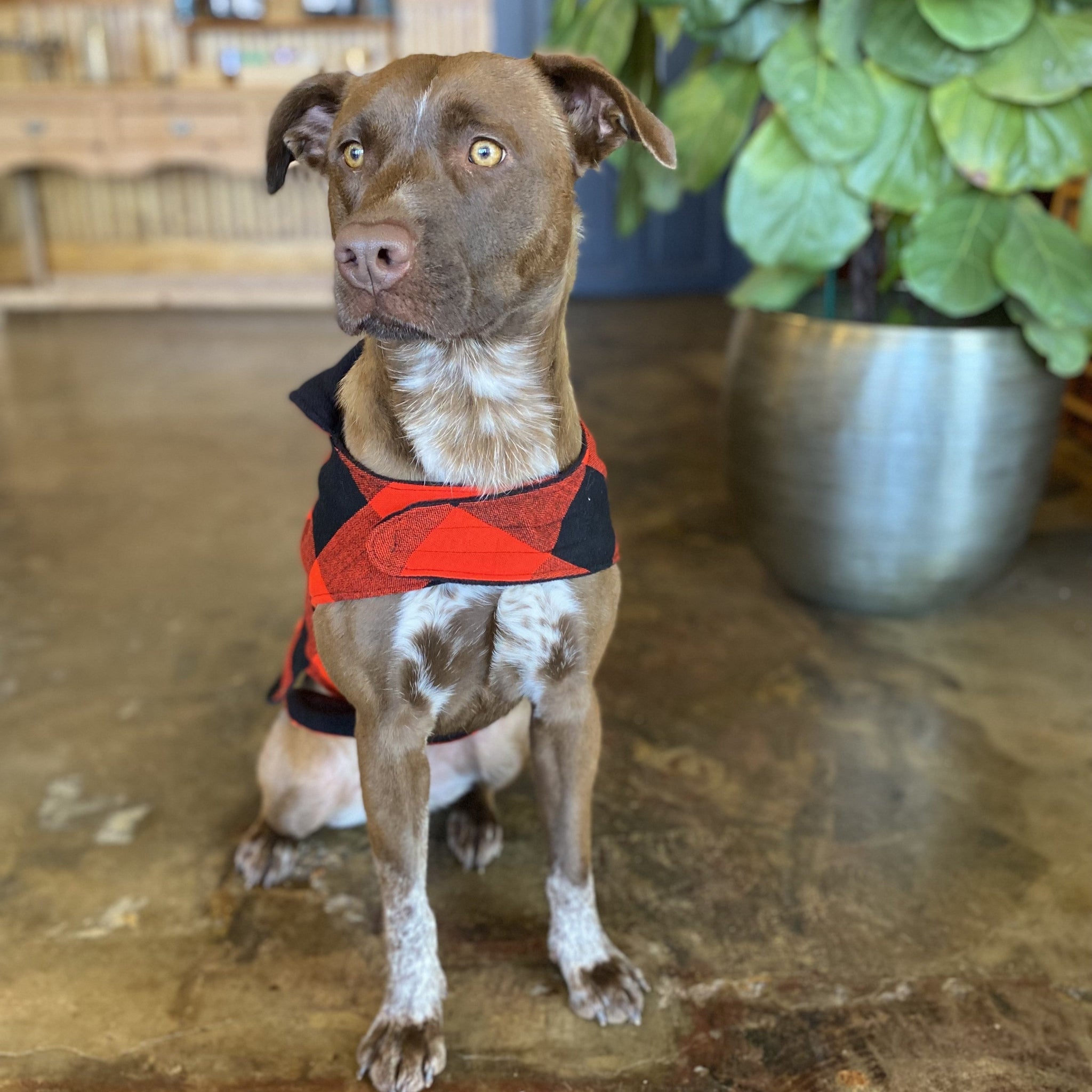 Dog wearing a red and black checkered vest indoors with a plant in the background