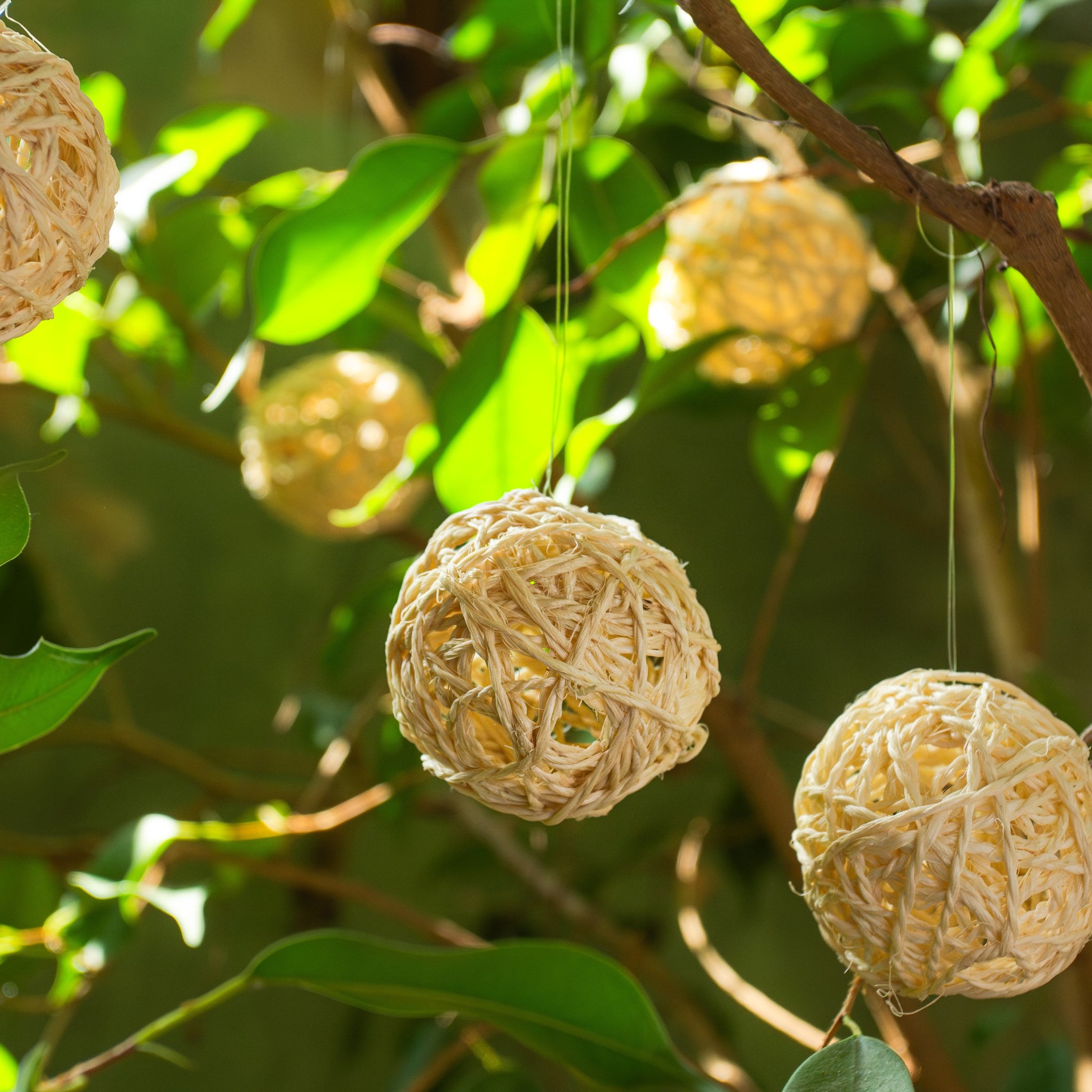 Decorative woven balls hanging among green leaves